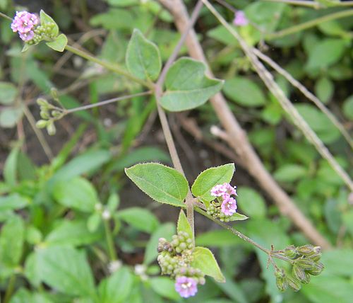 Boerhavia diffusa